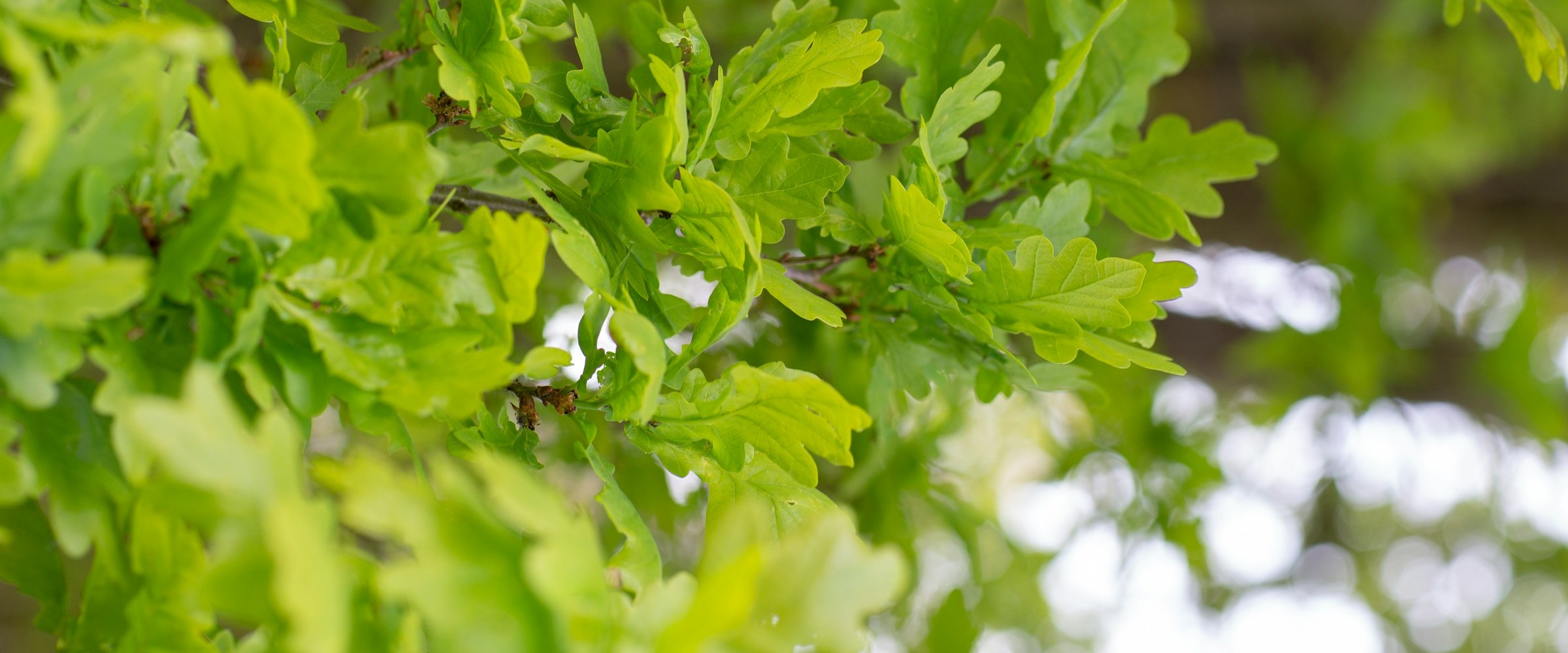 Photo of oak leaves by Evie Fjord