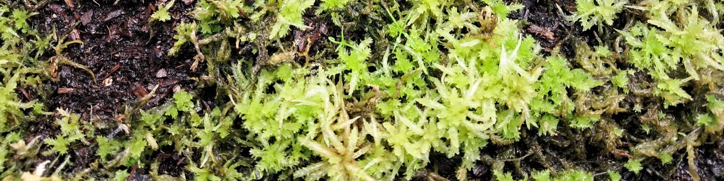 Close up of some sphagnum moss