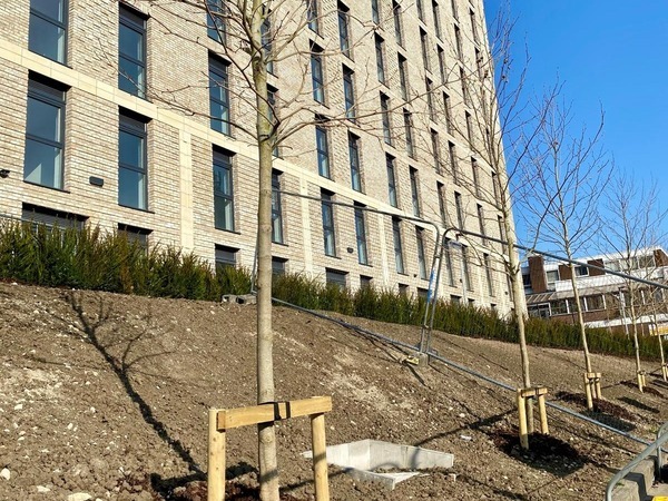 Photo of young trees planted in urban area